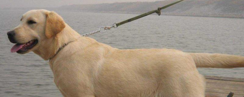 拉布拉多生病症状