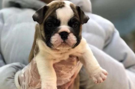 英斗犬和法斗犬区别