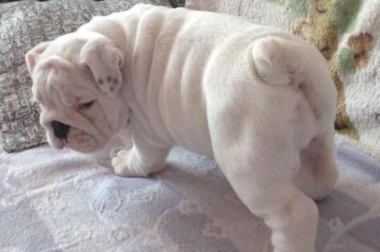 英斗犬怕冷吗
