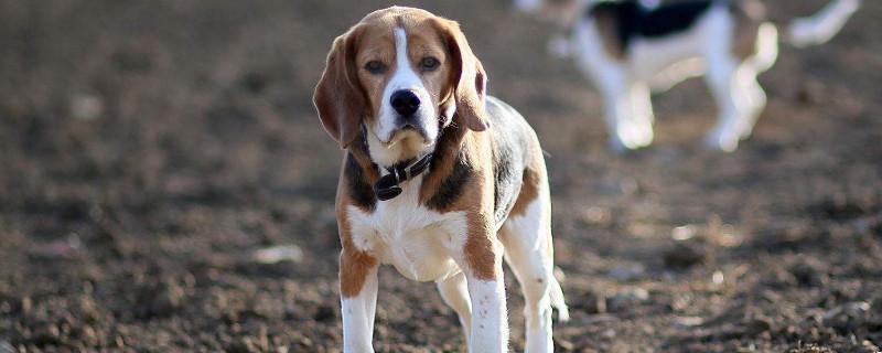 比格犬好养吗