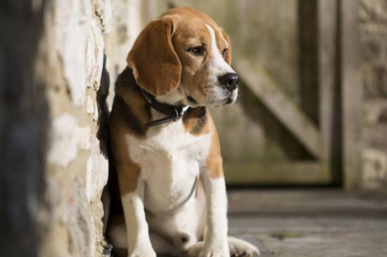 比格犬好养吗