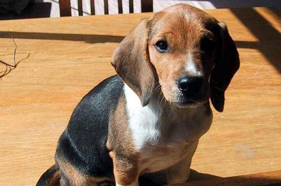 比格犬好养吗