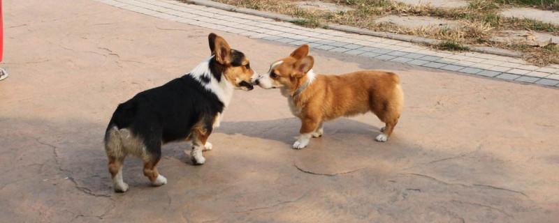 柯基犬怎么看纯不纯