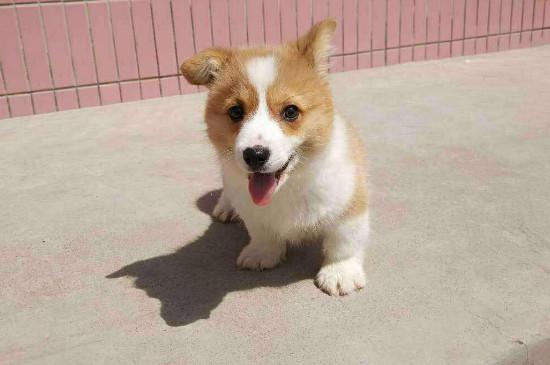 柯基犬怎么看纯不纯