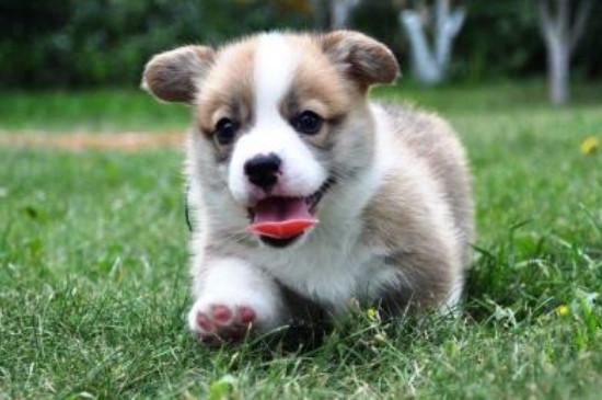 柯基犬怎么看纯不纯