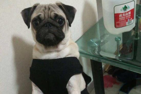 巴哥犬掉毛严重怎么办，怎么让巴哥犬不掉毛