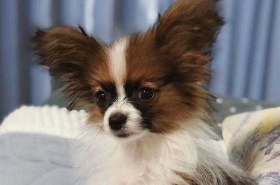 蝴蝶犬掉毛吗