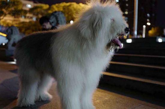 古牧犬优缺点