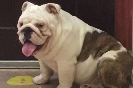 英国斗牛犬冬天怕冷吗