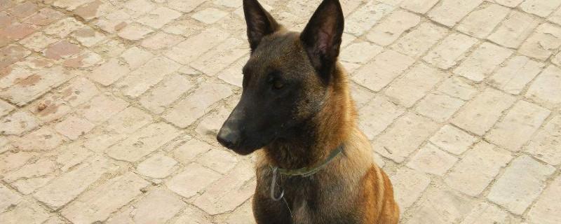 黑马犬是怎么培育出来的