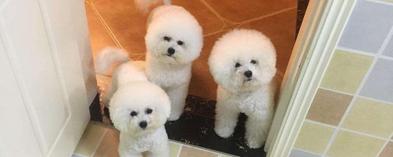 比熊怎么训练