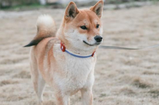 柴犬聪明吗
