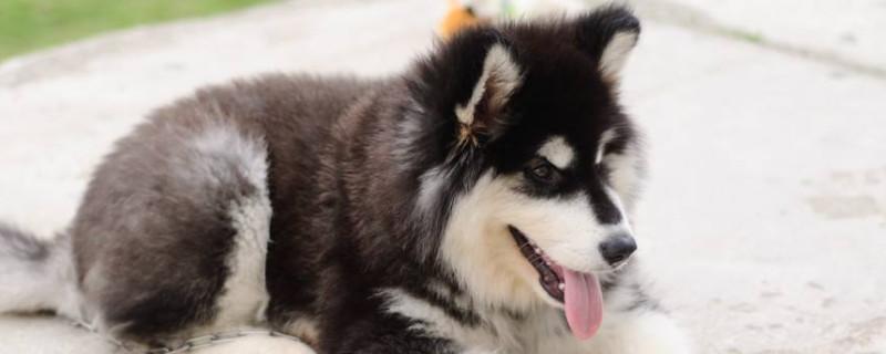阿拉斯加幼犬喂养指南