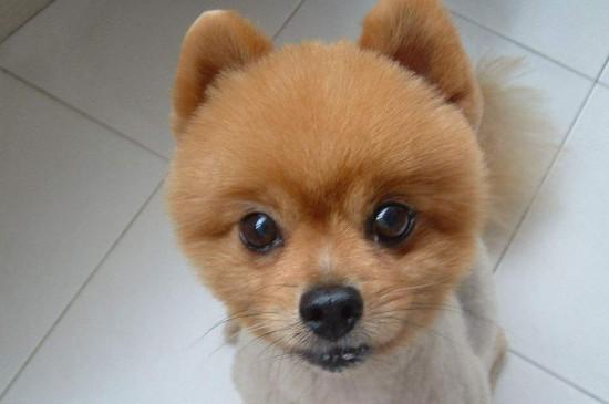 俊介犬好养吗