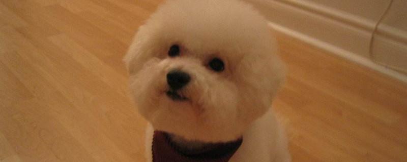 比熊犬和泰迪的区别