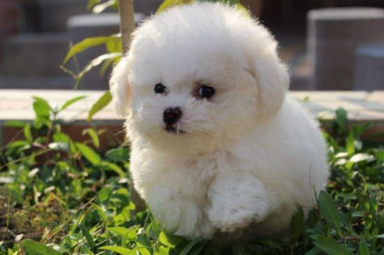 比熊犬和泰迪的区别