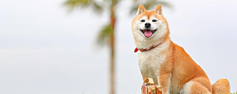 柴犬每天一个鸡蛋黄可不可以