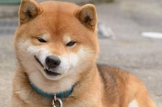 柴犬每天一个鸡蛋黄可不可以