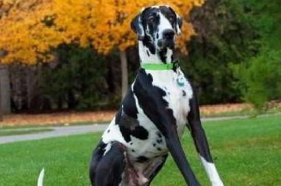 大丹犬十个不养理由