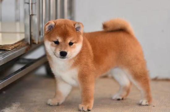 柴犬要养到多大才听话