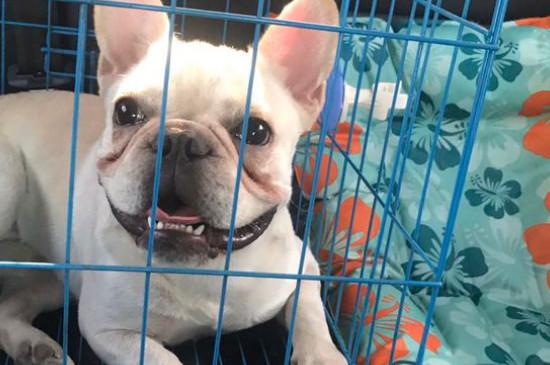 法斗犬多大可以配种
