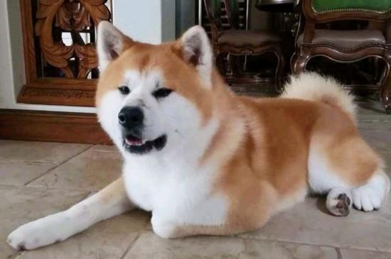 秋田犬为什么禁养