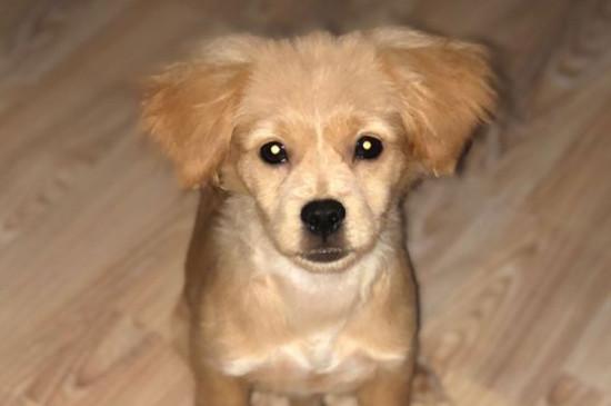 犬瘟热的治疗方法