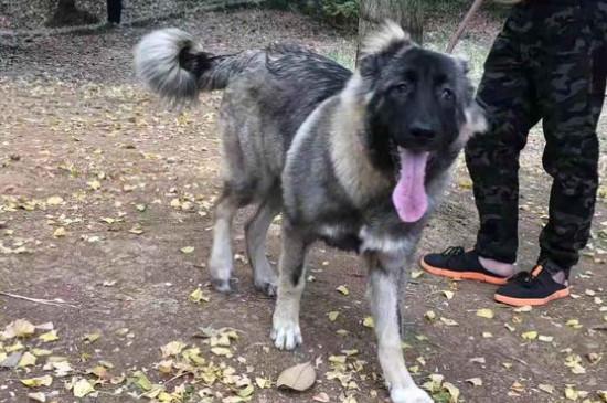 高加索犬的优缺点
