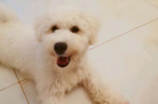 比熊犬适合养一对吗