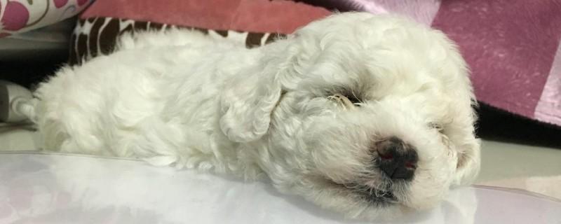 比熊犬适合养一对吗