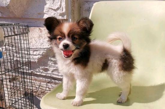 养蝴蝶犬的危害