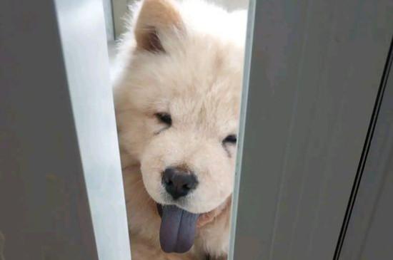 松狮认主后的表现
