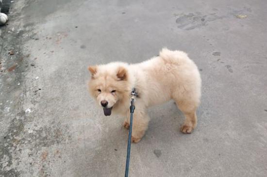 松狮认主后的表现