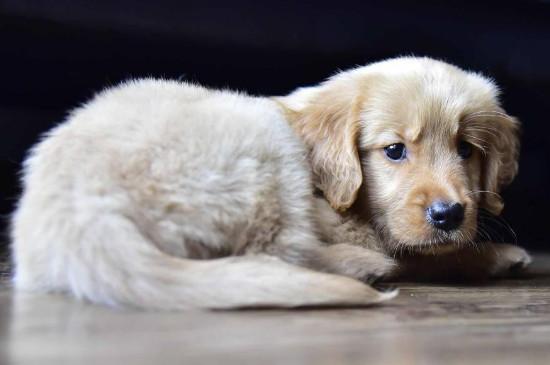 拉布拉多犬和金毛的区别