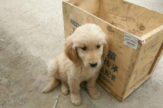 拉布拉多犬和金毛的区别