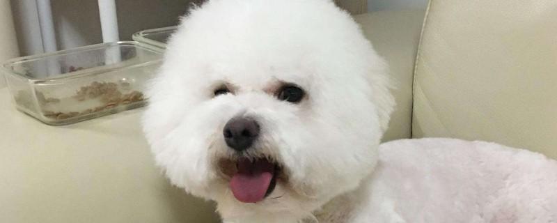 比熊身上长大块黑斑