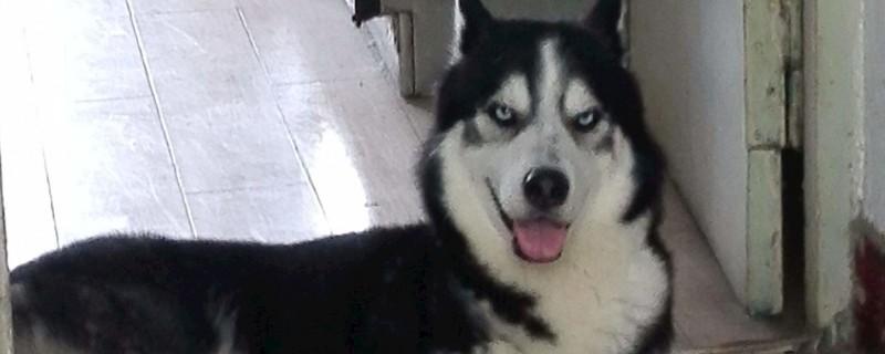 二哈是什么狗