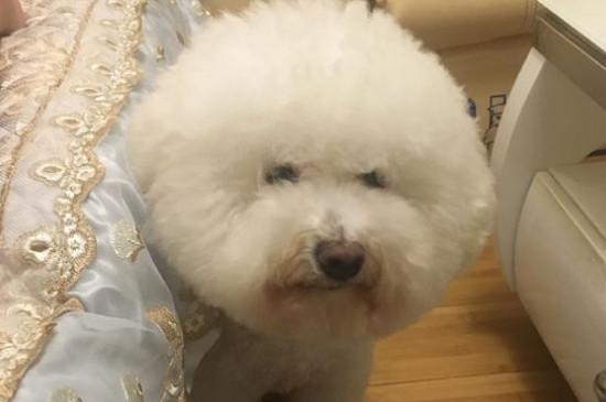 养比熊需要什么