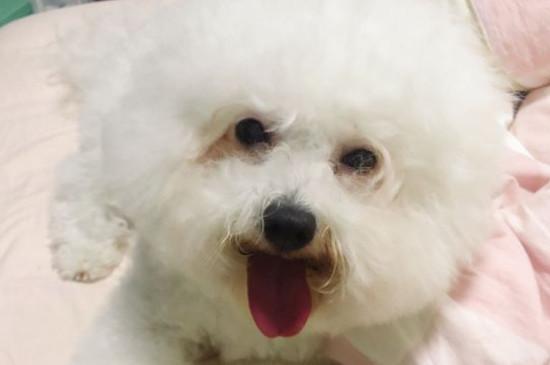 怎样看出比熊爆毛了