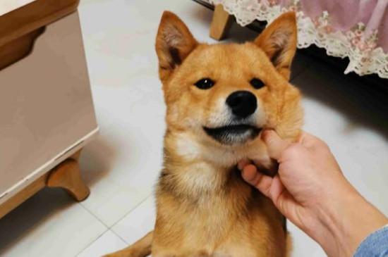 柴犬讨厌主人的表现