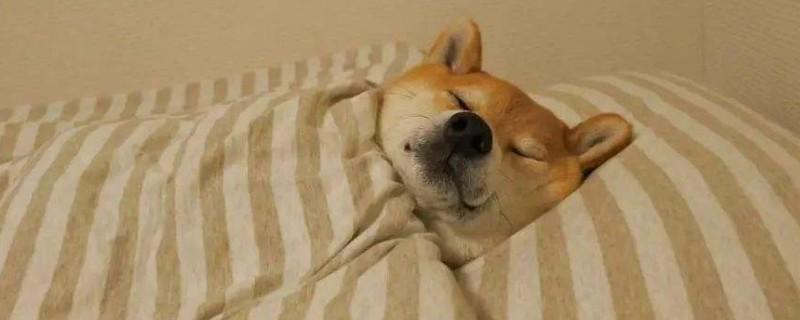 柴犬讨厌主人的表现