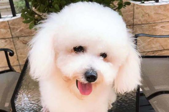 卷毛比熊犬有几种颜色，比熊都有什么毛色