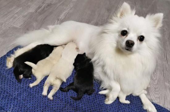 银狐犬和萨摩耶哪个贵，养银狐好还是萨摩