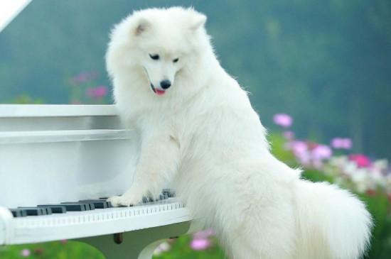 银狐犬和萨摩耶哪个贵，养银狐好还是萨摩