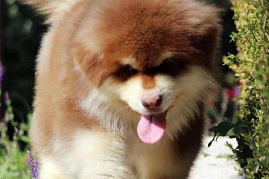 巨型阿拉斯加犬多少钱,一只纯种的大概什么价格