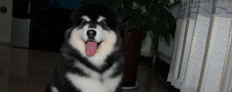 巨型阿拉斯加犬多少钱，一只纯种的大概什么价格
