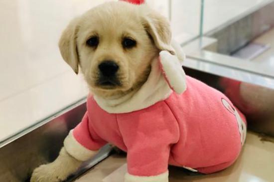 犬细小病毒症状和治疗,治疗细小最快的方法