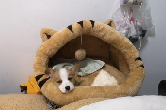 犬细小病毒症状和治疗,治疗细小最快的方法