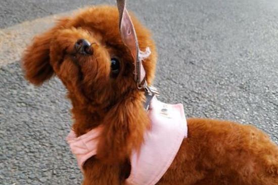 犬细小病毒症状和治疗,治疗细小最快的方法