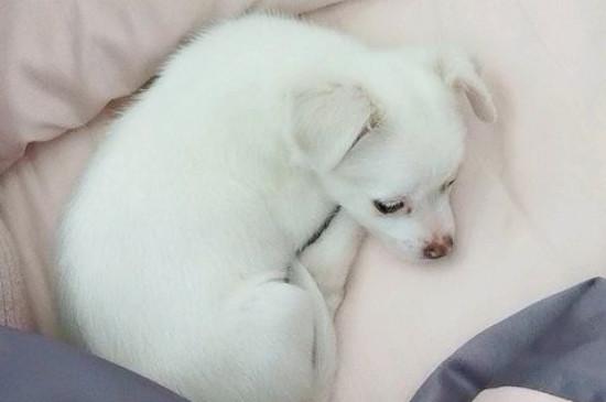 犬细小病毒症状和治疗,治疗细小最快的方法
